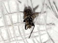 Sarcofahrtiopsis paterna