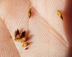 Rhynchospora odorata