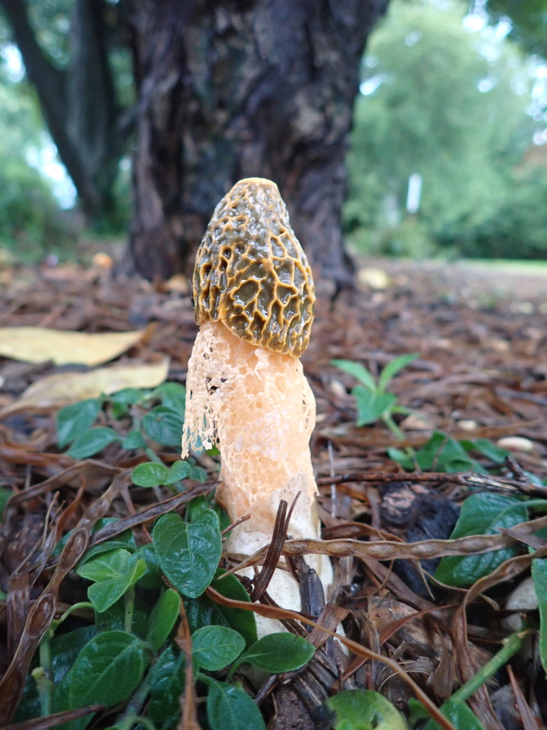 Phallus multicolor · December 2025 · photo: © sturuss (iNaturalist, cc0)