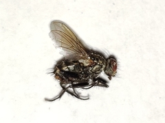 Sarcofahrtiopsis paterna