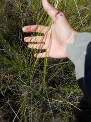 Rhynchospora odorata