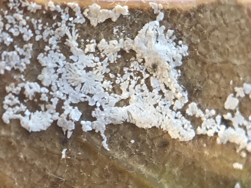 iNaturalist observation photo of Fungi Including Lichens