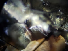 Sarcofahrtiopsis paterna