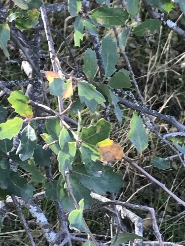 iNaturalist observation photo of Alvord Oak
