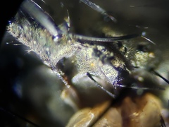 Sarcofahrtiopsis paterna