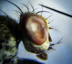 Sarcofahrtiopsis paterna