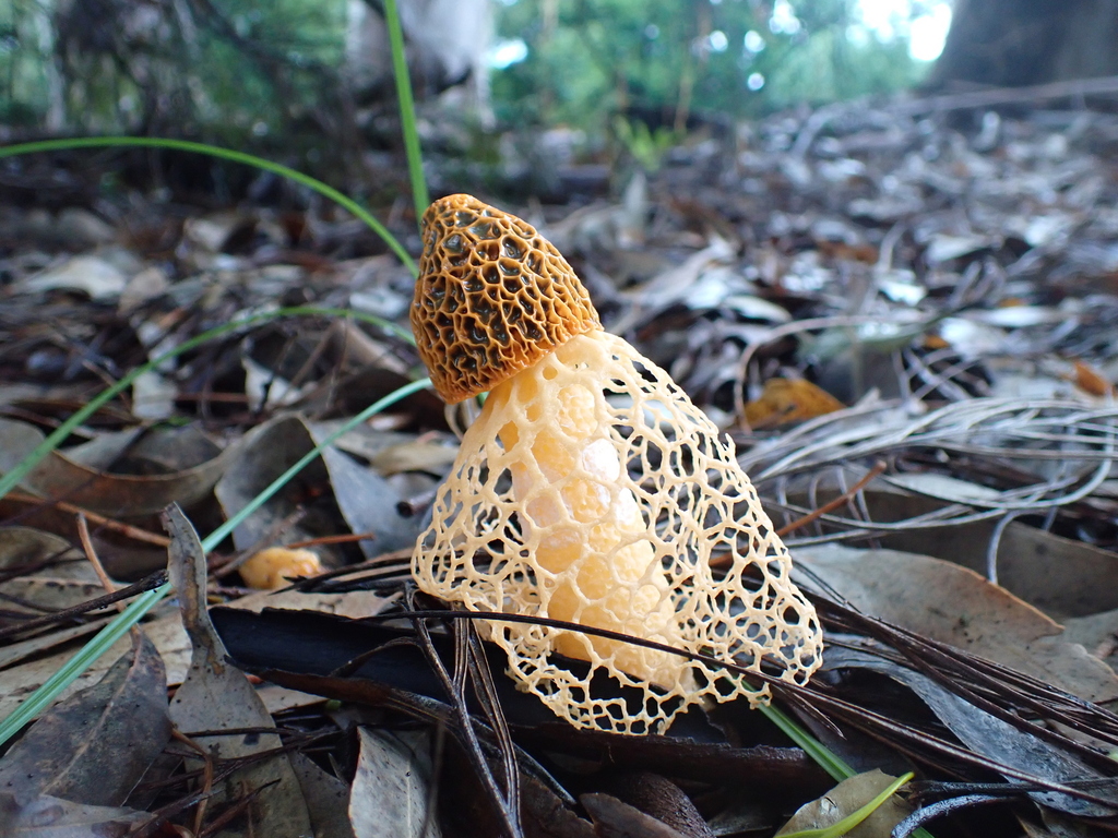 Phallus multicolor · December 2025 · photo: © sturuss (iNaturalist, cc0)
