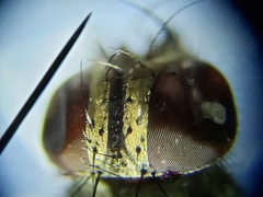 Sarcofahrtiopsis paterna