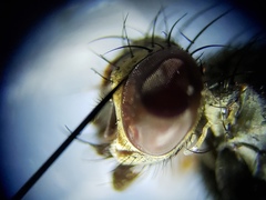 Sarcofahrtiopsis paterna