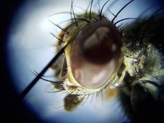 Sarcofahrtiopsis paterna