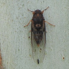 Birrima varians