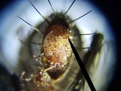 Sarcofahrtiopsis paterna