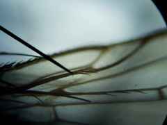 Sarcofahrtiopsis paterna