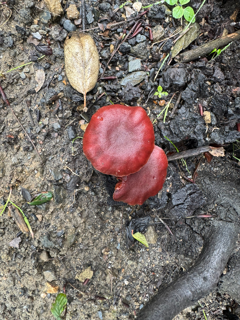 Tubaria punicea · December 2025 · photo: © travis566 (iNaturalist, cc-by)