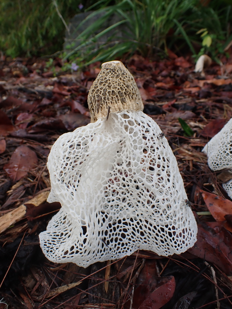 Phallus indusiatus · December 2025 · photo: © sturuss (iNaturalist, cc0)