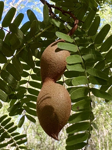 Tamarindus indica - Whole tree