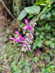 Salvia purpurea, photograph (c) Lucas Kaminski, some rights reserved (CC BY)