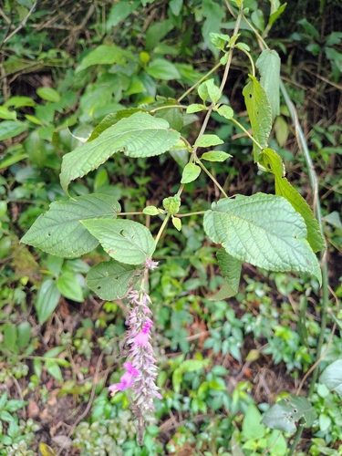 Salvia purpurea, photograph 5