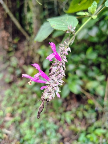 Salvia purpurea, photograph 6