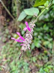 Salvia purpurea, photograph (c) Lucas Kaminski, some rights reserved (CC BY)