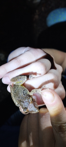 Caracas Snouted Treefrog, Scinax rostratus