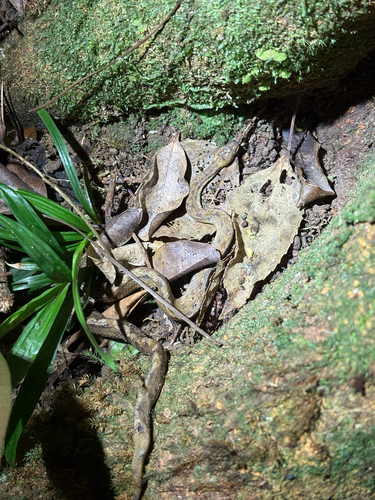 Brazilian Dwarf Boa