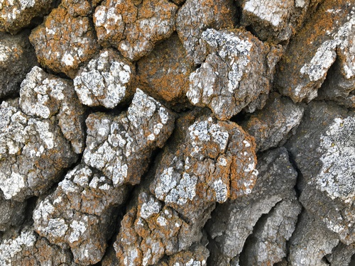 iNaturalist observation photo of Common Lichens