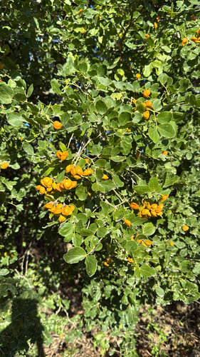 Lignum-Vitae (Guaiacum officinale)