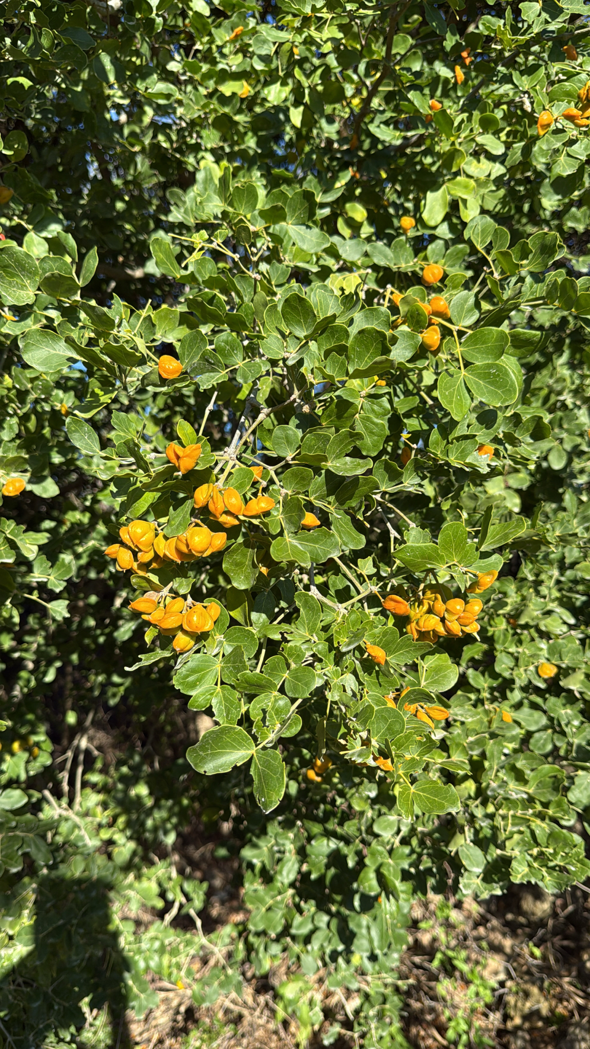 Lignum-Vitae (Guaiacum officinale)