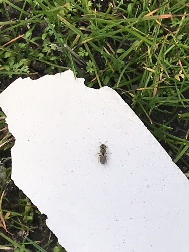 iNaturalist observation photo of Metallic Sweat Bees