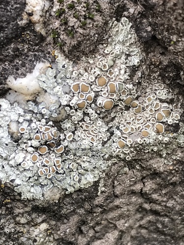 iNaturalist observation photo of Common Lichens