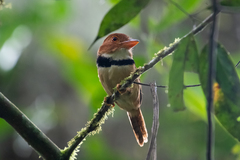 Bucco capensis