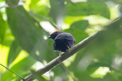 Chiroxiphia pareola