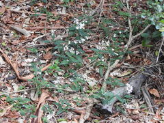 Pseuderanthemum variabile