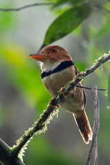 Bucco capensis