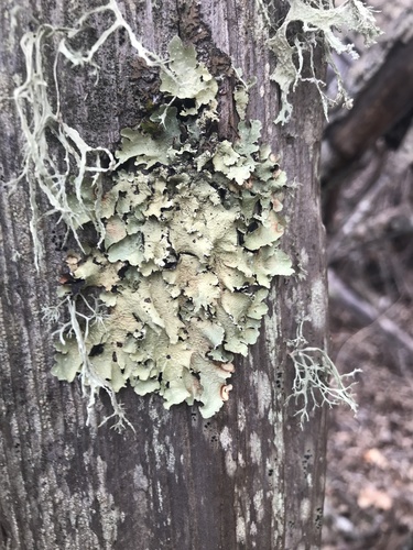 iNaturalist observation photo of common greenshield lichen