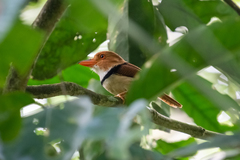 Bucco capensis
