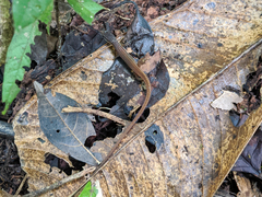 Cercosaura oshaughnessyi