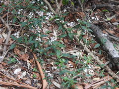 Pseuderanthemum variabile