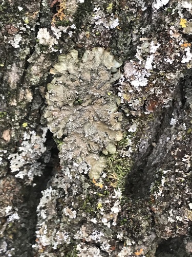 iNaturalist observation photo of shield lichens and allies