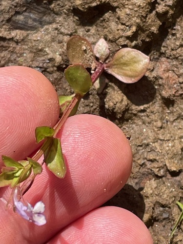 Yellowseed False Pimpernel (Lindernia dubia)