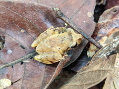 Pristimantis martiae