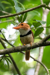 Bucco capensis
