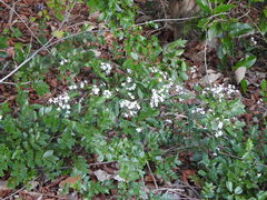 Pseuderanthemum variabile
