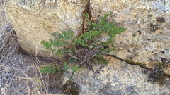Myriopteris clevelandii