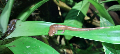 Chucanti Mushroomtongue Salamander, Bolitoglossa chucantiensis