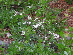 Pseuderanthemum variabile