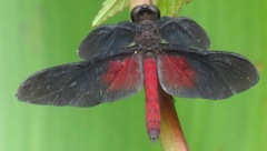 Diastatops pullata