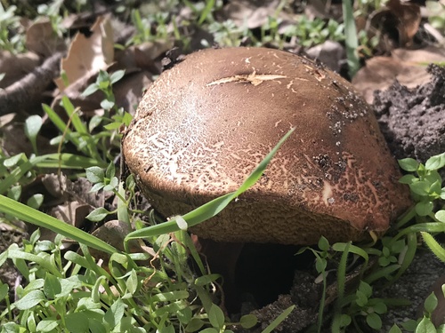 iNaturalist observation photo of oak-loving bolete