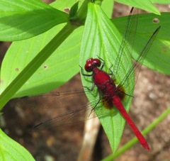 Erythemis mithroides